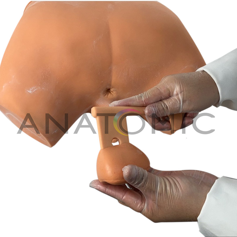 Simulador de Exame de Próstata - ANATOMIC TGD-4063