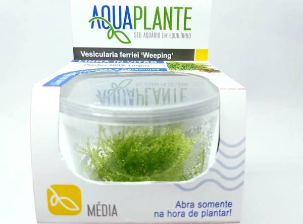 Musgo Weeping Moss Vesicularia Ferriei In Vitro Aquaplante
