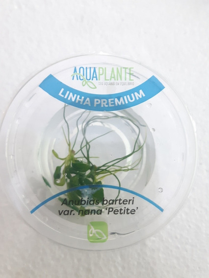 Planta Aquário Anubia Nana Petite In Vitro Aquaplante