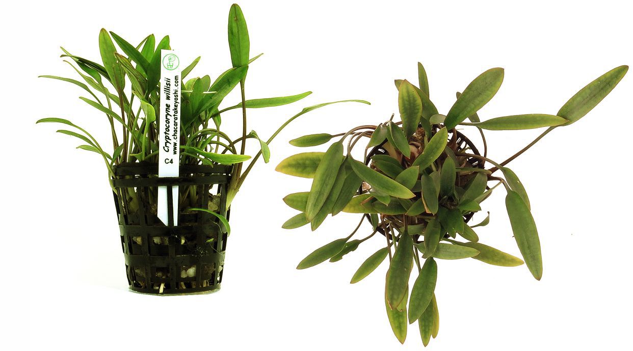 Planta Cryptocoryne willisii