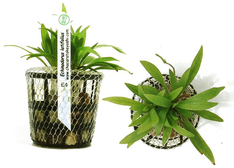 Planta Echinodorus latifolius