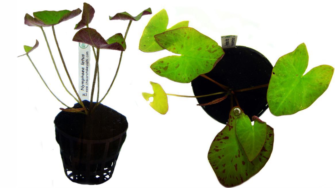 Planta Nymphaea amazonum