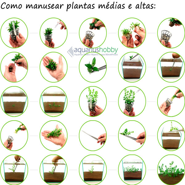 Planta Rotala mexicana