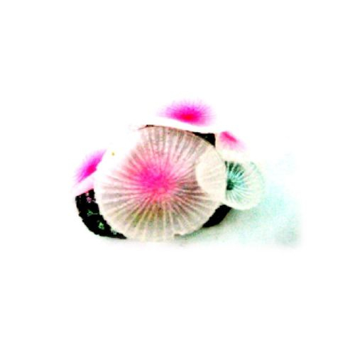 Soma Enfeite de Silicone Coral Mushroom Giant Branco 040155