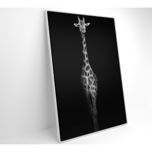Quadro Fotografia Girafa