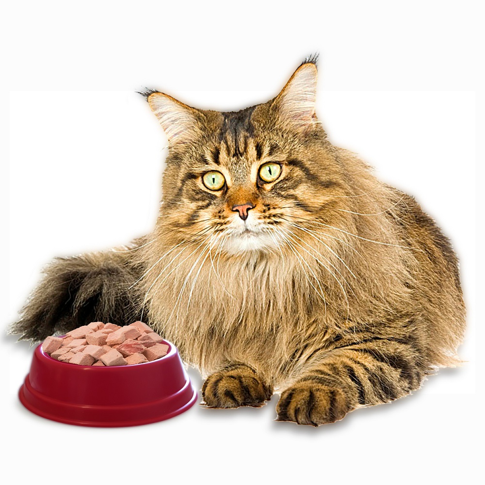 Comedouro plastico gato vermelho 130ml 13,5x8,5cm Bragança