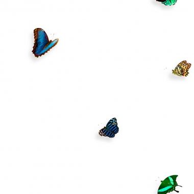 Painel borboleta multicolorido | Snijder E Co