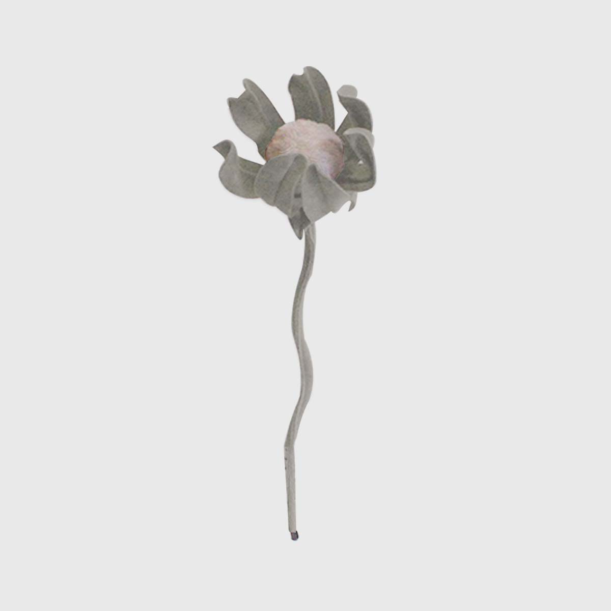Flor de Protea