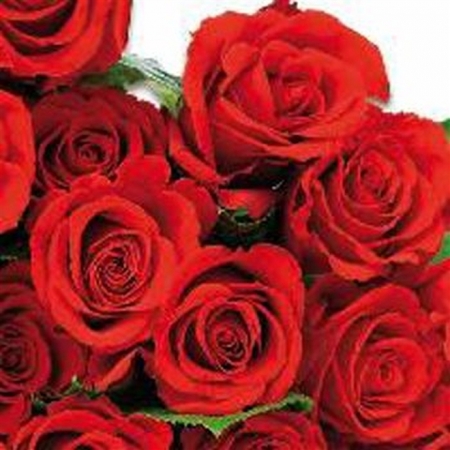 Pct. De Guardanapos 20 Un. Ref. 13307180 - Red Roses - Flor/Rosa