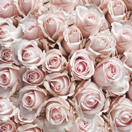 Pct. De Guardanapos Ambiente 20 Un. Ref. 13311450 - Pastel Roses - Flor/Rosa